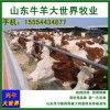 云南肉牛犢價(jià)格 適應(yīng)廣西圈養(yǎng)肉牛犢