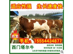 肉牛育肥牛種牛牛犢圖3