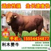 五一期間山東肉牛肉驢價(jià)格優(yōu)惠