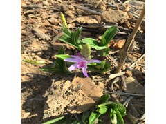 云南文山硯山白芨價(jià)格,藥材扶持白芨種植,圖1