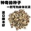 印度進(jìn)口辣木籽 成活率比市面高8% 全國招商