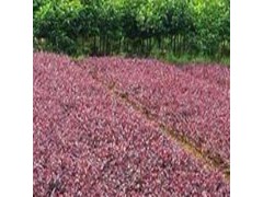 云南昆明宜良紅花檵木批發(fā)廠家_紅花檵木低價圖2