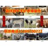 供應(yīng)肉牛犢、小毛驢、德州驢、魯西黃牛、西門塔爾牛