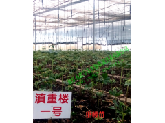 麗江重樓苗-云南中藥材種植有限公司圖2