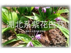 云南紫花白芨/常年供應(yīng)白芨組培苗、馴化苗、白芨種莖供貨商圖3