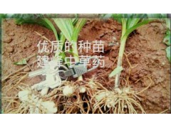 白芨組培苗、馴化苗、白芨種莖圖2