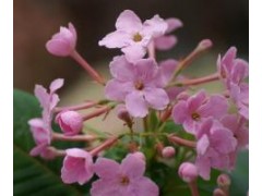 滇丁香花云南供應(yīng)商/滇丁香花（云南滇丁香(稱藏丁香)價(jià)格圖3