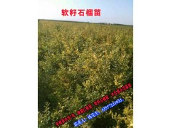 云南軟籽石榴苗圖片_苗50萬株圖2