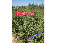 玉溪市\(zhòng)保山\昭通\麗江\普洱市\(zhòng)臨滄市\(zhòng)映霜紅桃苗價格圖3