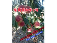 冬桃苗中華2號(hào)苗果苗供應(yīng)價(jià)格圖2