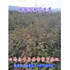 大理\楚雄\紅河\文山\西雙版納梨苗批發(fā)商家