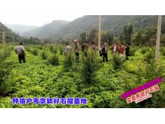 軟籽石榴莊園400余畝_會澤高老莊農(nóng)業(yè)莊園有限公司圖3