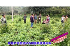 云南突尼斯軟籽石榴苗木基地,歡迎考察圖2