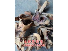 云南昆明木棉花圖片——木棉花商家報(bào)價(jià)圖2