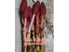 昆明祿勸鹿仙草 則黑鄉(xiāng)鹿仙草產(chǎn)地信息13888679809圖2