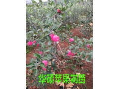 最新華碩蘋果樹苗_2016最新品種蘋果苗華碩蘋果苗