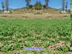 滇紅花種苗_滇紅花供應(yīng)商家_滇紅花新市場報價參數(shù)圖2