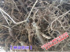 云南瑪卡種植批發(fā)商家_瑪卡價格報價圖2