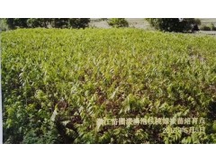 三臺核桃(三臺核桃干果)種植技術(shù)_咨詢17096565700圖3