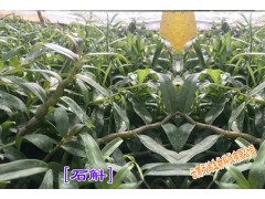 云南白芨種苗出售＆ 白芨(瓶苗/馴化苗)新品種苗價(jià)格圖2