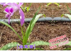 云南白芨種苗出售＆ 白芨(瓶苗/馴化苗)新品種苗價(jià)格圖3