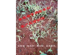 獨(dú)定子種植用藥除草*用什么除草劑?獨(dú)定子專用除草劑價(jià)格@13987124018圖2