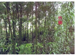 老人癸樹苗|竹柳基地價格*老人癸樹苗|竹柳培育種植技術(shù)圖2