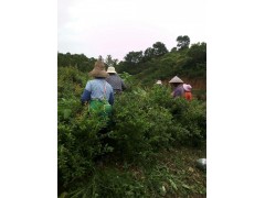 種植軟籽石榴對(duì)土壤、氣候的要求圖3