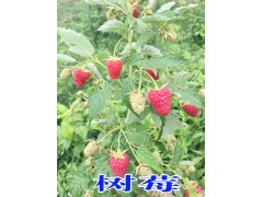 哪里有樹莓苗*玉溪山人水果種植園樹莓苗圖3