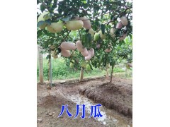 玉溪提供采摘*自助燒烤地方/玉溪種植園產(chǎn)品圖3