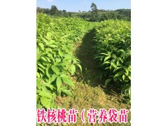 梨苗/云南紅梨苗價格/毛桃苗批發(fā)/毛桃苗種植苗木圖2