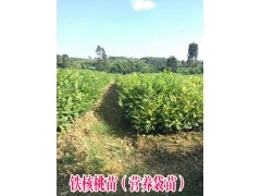 梨苗/云南紅梨苗價格/毛桃苗批發(fā)/毛桃苗種植苗木圖3