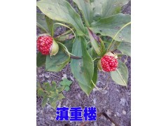 重樓*正宗重樓苗*會澤重樓種植園087164155848圖2