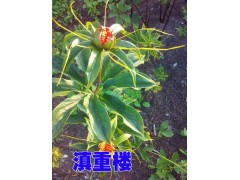 紅河/會澤2-5年生的重樓種子銷售087164155848圖2