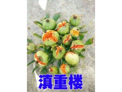 紅河/會澤2-5年生的重樓種子銷售087164155848圖3