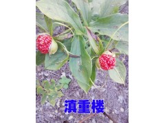 曲靖會澤重樓基地信息/重樓種苗種子供應價格圖2