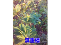 曲靖會澤重樓基地信息/重樓種苗種子供應價格圖3