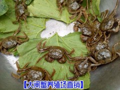 專業(yè)的大閘蟹養(yǎng)殖場◆昆明安寧市溫泉鎮(zhèn)水產(chǎn)養(yǎng)殖場圖3