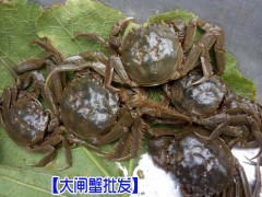 大閘蟹養(yǎng)殖技術(shù)%大閘蟹銷售價(jià)格行情*安寧大閘蟹廠家圖2