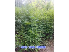 保山【云南紅豆杉】（又叫油松果,可提煉抗癌藥物）供應(yīng)信息圖2