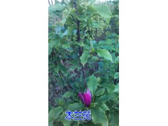 【木蘭花保山木蘭花 騰沖木蘭花苗圃 木蘭花苗木銷售】圖2