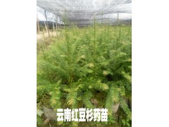 紅豆杉藥用苗*紅豆杉樹苗*云南紅豆杉藥用苗銷售信息圖2