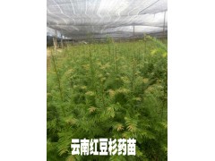 紅豆杉藥用苗*紅豆杉樹苗*云南紅豆杉藥用苗銷售信息圖3