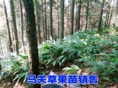 草果苗種植技術指導#2016云南優(yōu)質草果苗批發(fā)#草果圖片圖2