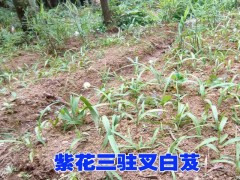 白芨種苗#馬關(guān)白芨種植戶@白芨和/草果基地批發(fā)種苗圖2