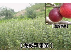 [龍威蘋果苗]特點石成,成活率高,價格低,抗寒度高,抗旱度好。圖3