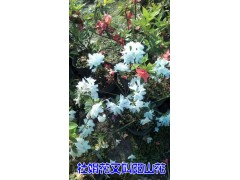 保山杜娟苗圃*山石榴苗木批發(fā)信息#山石榴基地直銷價(jià)格圖3