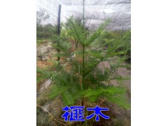 榧木樹苗/香榧的木頭是世界上稀有的經(jīng)濟樹種圖2