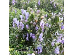 云南雪上一枝蒿種子/昆明中藥材種植公司產(chǎn)品信息圖3