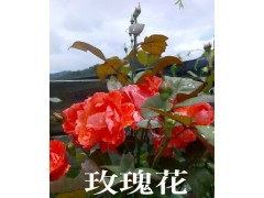 云南玫瑰花（品種）價(jià)格/云南玫瑰花基地苗木銷售信息圖3